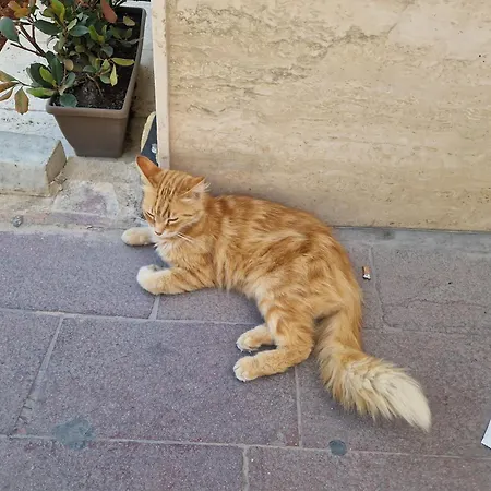 Alloggio in famiglia Sir Patrick's Ghajn il-Kbira (Gozo)