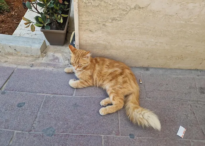 Accommodatie bij particulieren Sir Patrick's Ghajn il-Kbira (Gozo)